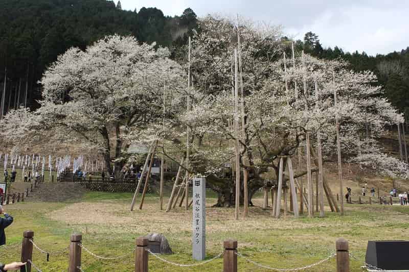 推定樹齢1500年以上の淡墨桜です。