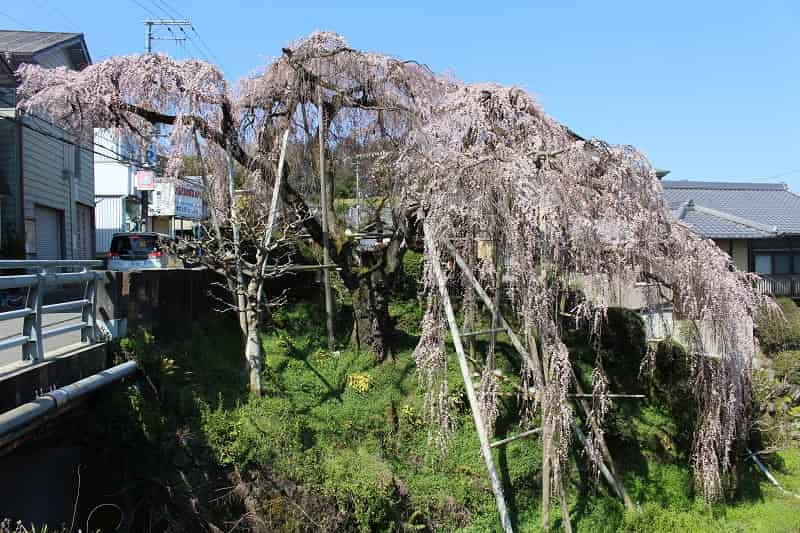 大阪随一のしだれ桜「若樫の百滝桜」です。