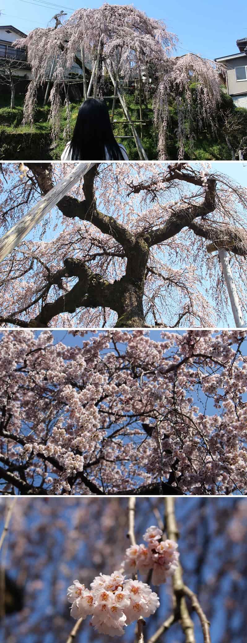 大阪髄一のしだれ桜の優美な姿です。