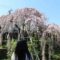 大阪随一名桜「若樫の百滝桜」です。
