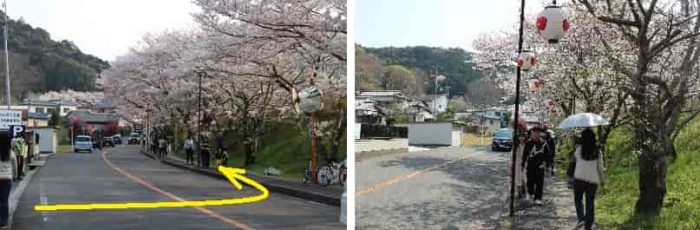 「第1駐車場」より山中渓の桜並木へ向かいます。