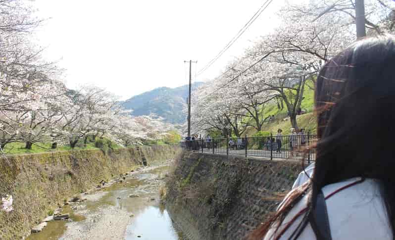 山中渓の両岸に咲き誇る桜並木です。
