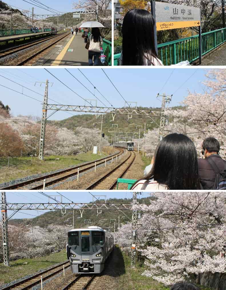 桜並木と電車のコラボ写真です。