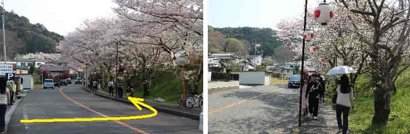 第1駐車場より山中渓の桜並木へ向かいます。