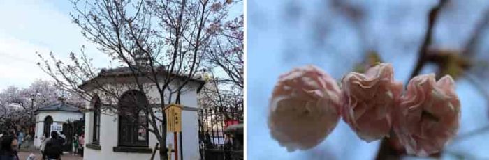 新種の桜となる『玖島桜』です。